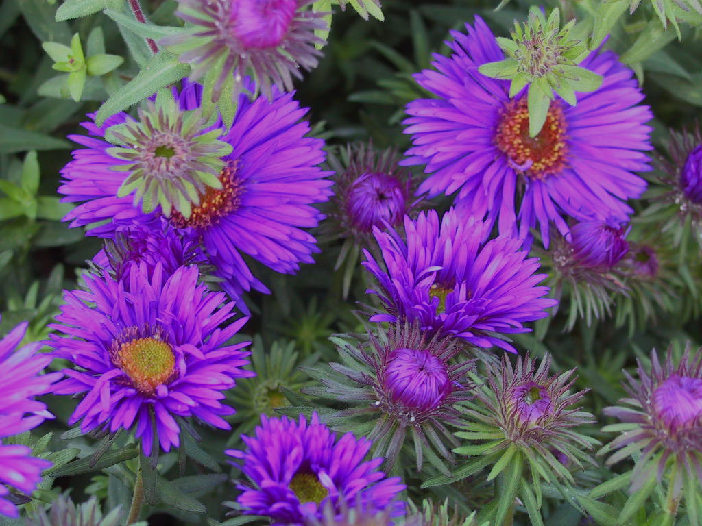 Aster novae-angliae Purple Dome Macro bearb.jpg